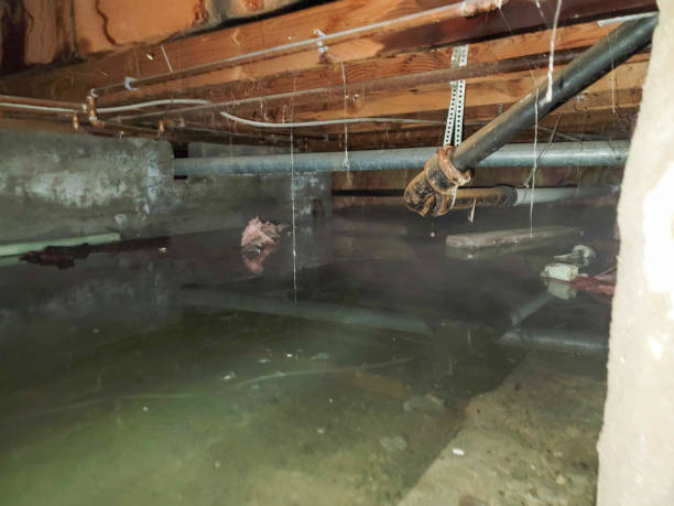 Best Water damage cleanup near me  in La Mirada, CA